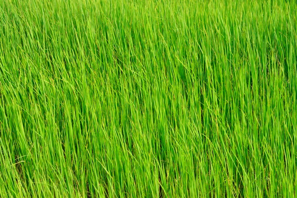 Rijst bladeren — Stockfoto