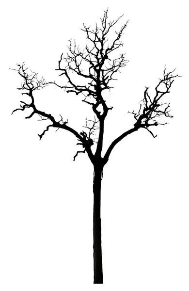 Muster abgestorbener Bäume — Stockfoto