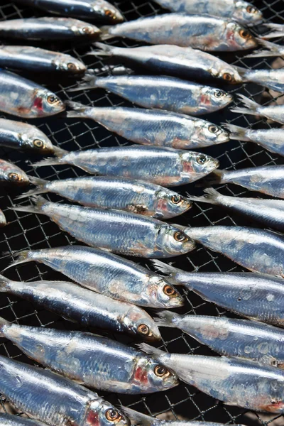 stock image Smals dried fish on beach