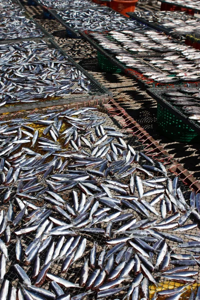 Peixes secos — Fotografia de Stock