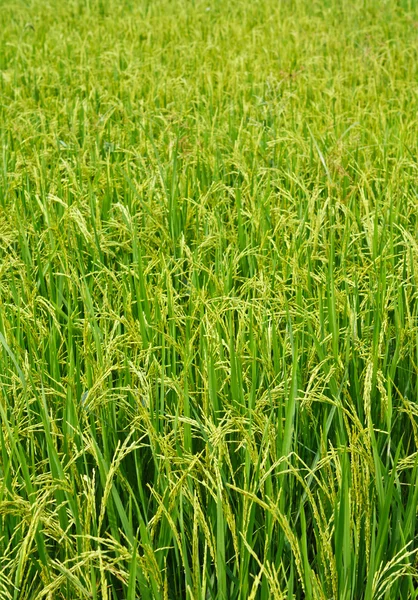 Rijst boerderij — Stockfoto