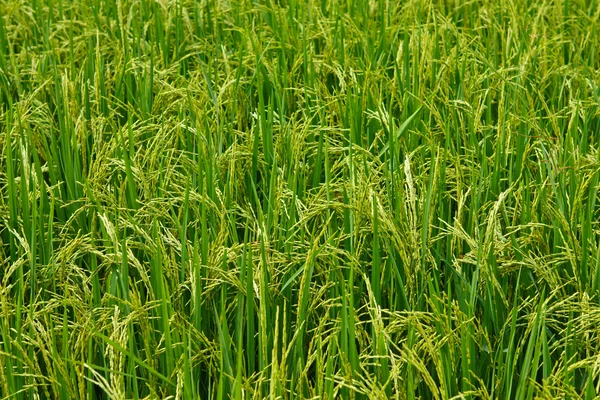 Rijst boerderij — Stockfoto