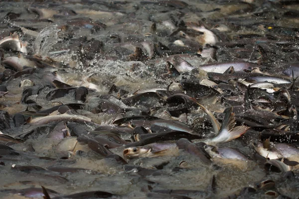 stock image Feeding fish in farm