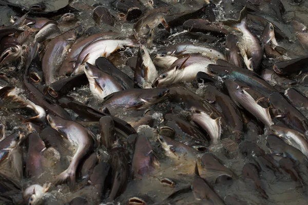 stock image Feeding fish in farm