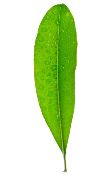 Drop of water on tropical leaf — Stock Photo, Image
