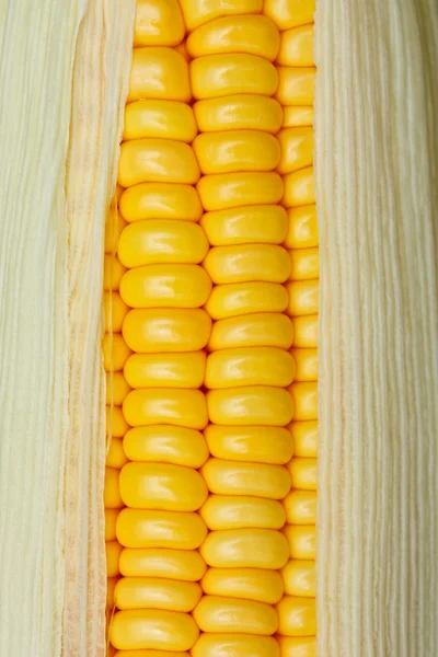 Bright color sweet corn — Stock Photo, Image