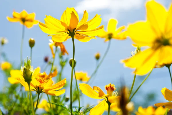 Fiore del Cosmo giallo e cielo blu — Foto Stock