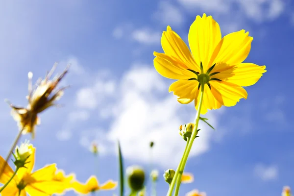 Fiore del Cosmo giallo e cielo blu — Foto Stock