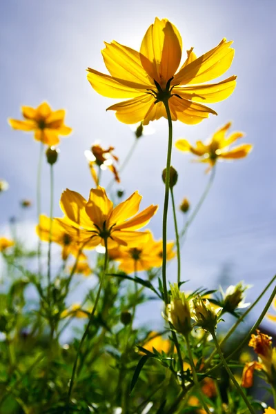 Sarı cosmos çiçek ve mavi gökyüzü — Stok fotoğraf