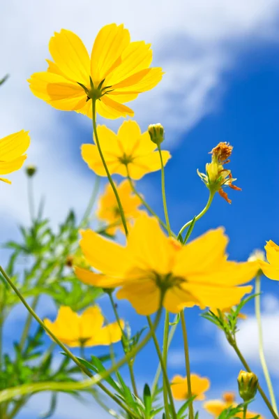 Amarelo Cosmos flor e céu azul — Fotografia de Stock
