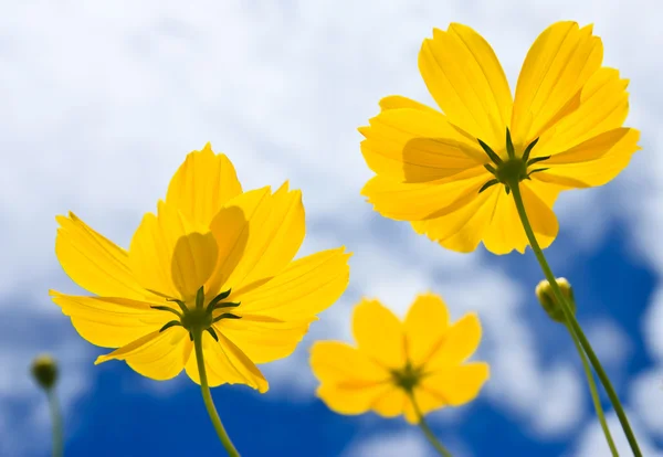 Žlutá Cosmos květin a modrá obloha — Stock fotografie