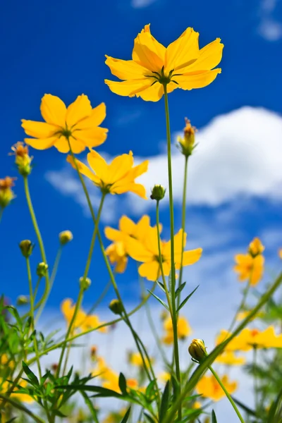 Amarelo Cosmos flor e céu azul — Fotografia de Stock