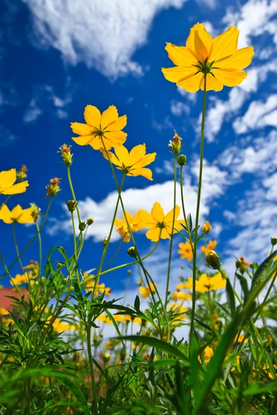 stock image Yellow Cosmos flower and blue sky