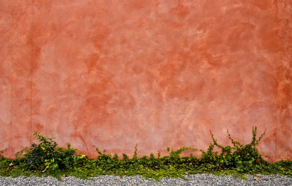 Hierba tropical en pared vieja —  Fotos de Stock