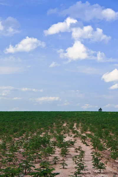 Поле Кассавы и голубое небо — стоковое фото