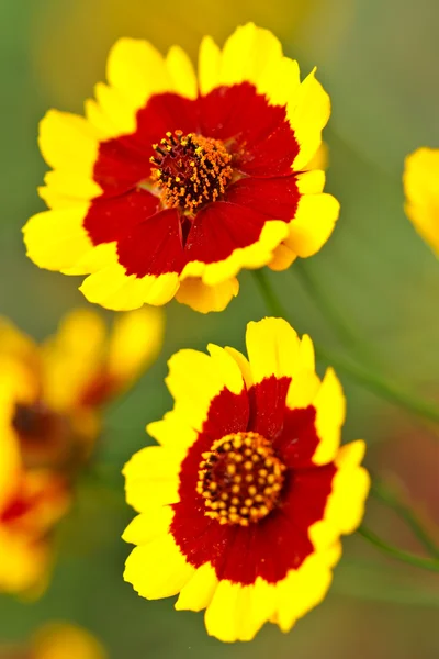 Gelbe und rote tropische Blumen — Stockfoto