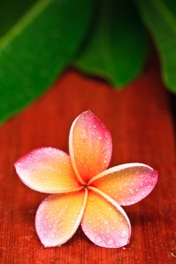 plumeria, tropikal çiçek üzerinde su damla