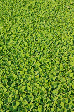 Pistia stratiotes L.