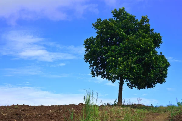 Ягодное дерево в голубом небе — стоковое фото