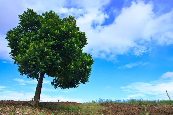 Jackfruit drzewa w błękitne niebo — Zdjęcie stockowe