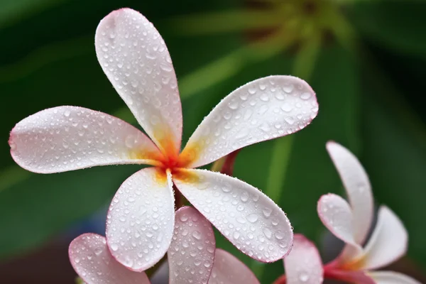 Drop of water on Plumeria, tropical flower — Stock Photo, Image
