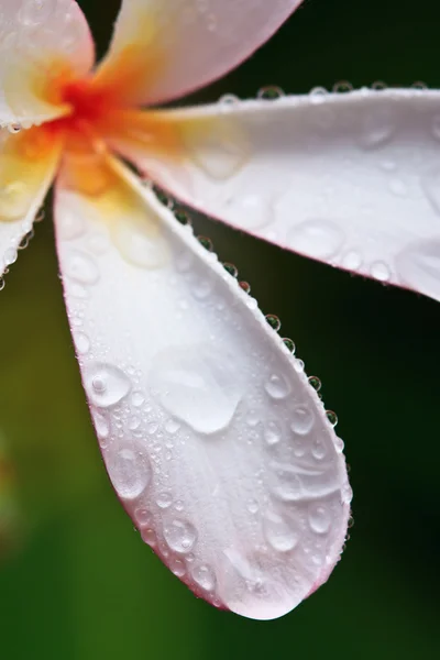 Goccia d'acqua su Plumeria, fiore tropicale — Foto Stock