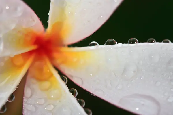 Kropla wody na plumeria, tropikalny kwiat — Zdjęcie stockowe
