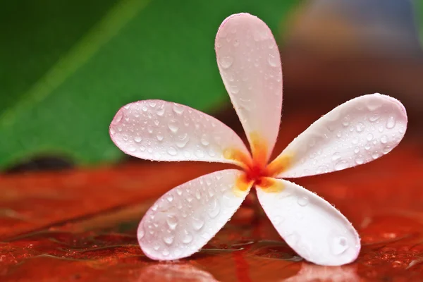 Gota de agua en Plumeria, flor tropical —  Fotos de Stock