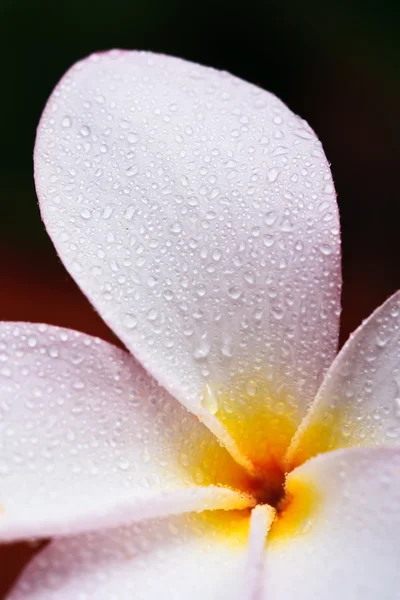 Goutte d'eau sur Plumeria, fleur tropicale — Photo