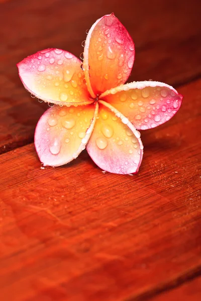 鸡蛋花，热带花卉上滴水 — 图库照片
