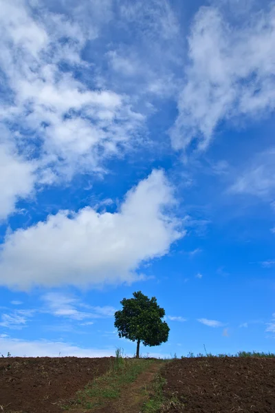Samotny jackfruit drzewa tropikalne pole — Zdjęcie stockowe