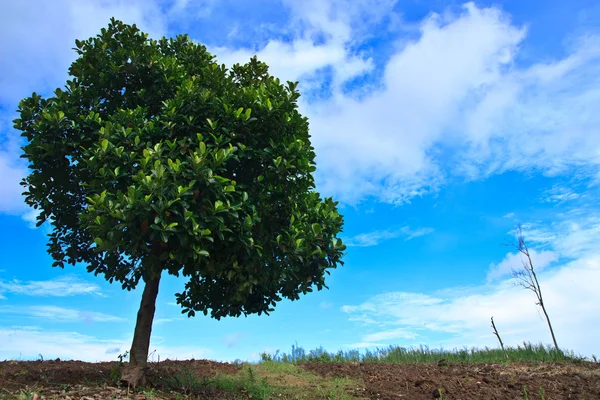 Árvore de jaca solitária no campo tropical — Fotografia de Stock
