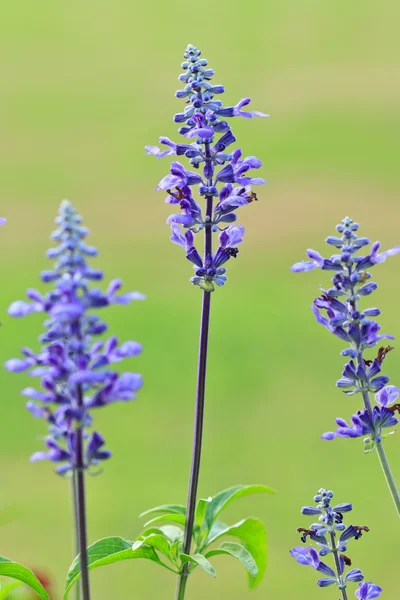 हिरव्या पार्श्वभूमीमध्ये निळा उष्णकटिबंधीय फूल — स्टॉक फोटो, इमेज
