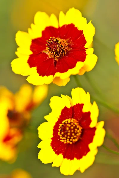Coloridas flores tropicales — Foto de Stock