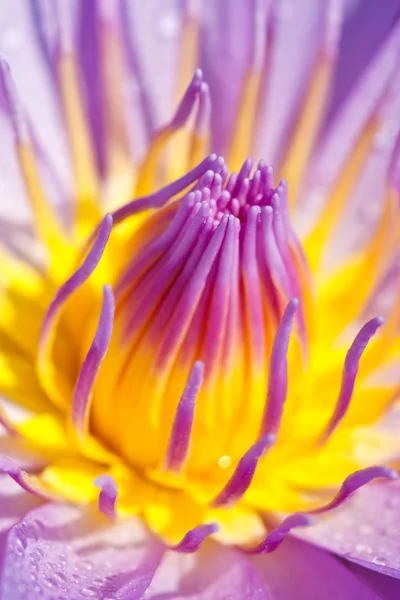 Mavi lotus — Stok fotoğraf