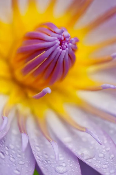 Mavi lotus — Stok fotoğraf