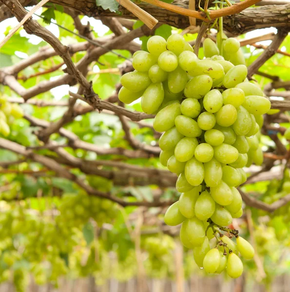 stock image Fresh grape