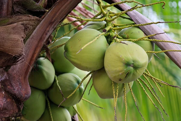 Tropiska kokosnötter — Stockfoto