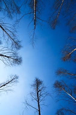Yaz ve mavi gökyüzü kuru ağaç