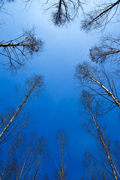 Yaz ve mavi gökyüzü kuru ağaç — Stok fotoğraf