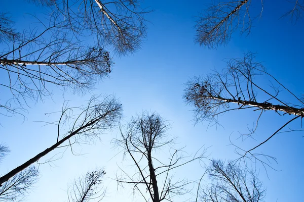 Ξηρό δέντρο το καλοκαίρι και το γαλάζιο του ουρανού — Φωτογραφία Αρχείου