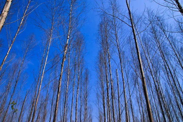 Suchý strom v létě a modrá obloha — Stock fotografie