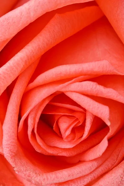 Крупний план з троянди — стокове фото