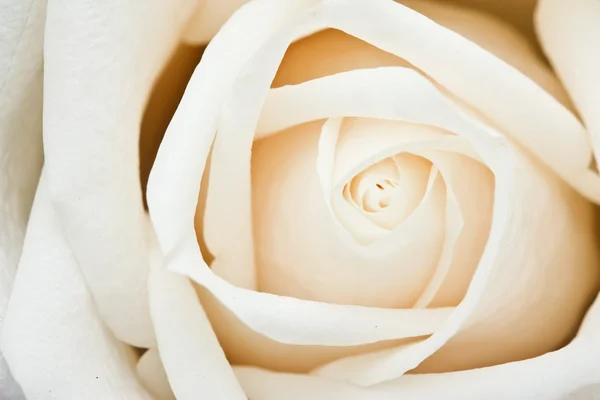 ใกล้ชิดของดอกกุหลาบ — ภาพถ่ายสต็อก
