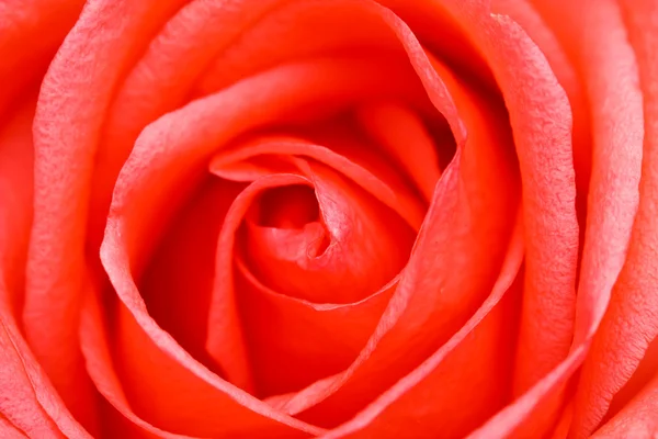 Close-up de rosa — Fotografia de Stock