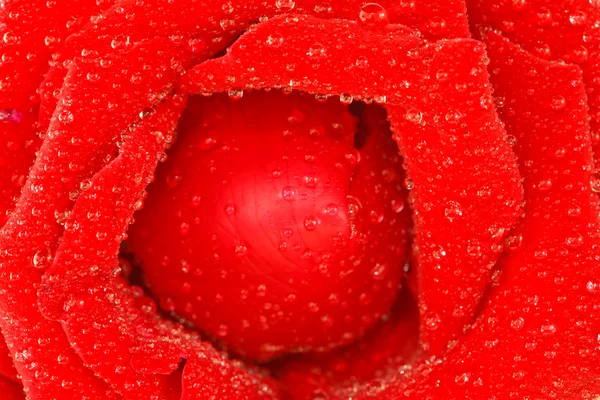 Крупный план розы — стоковое фото