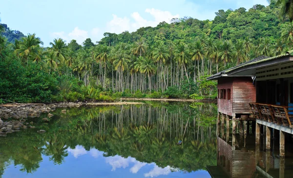 Foresta di cocco nel paese asiatico — Foto Stock
