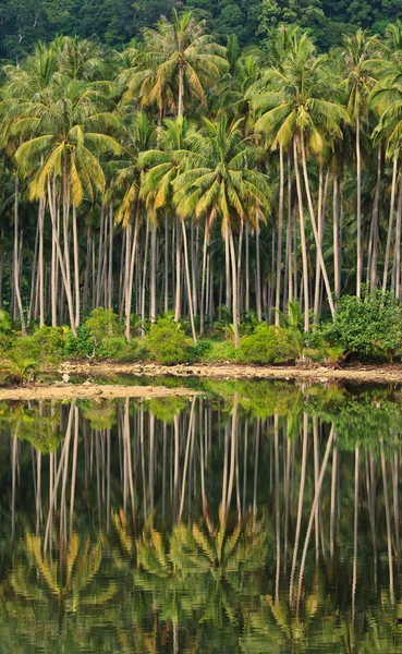 Stock image Coconut forest in Asian country