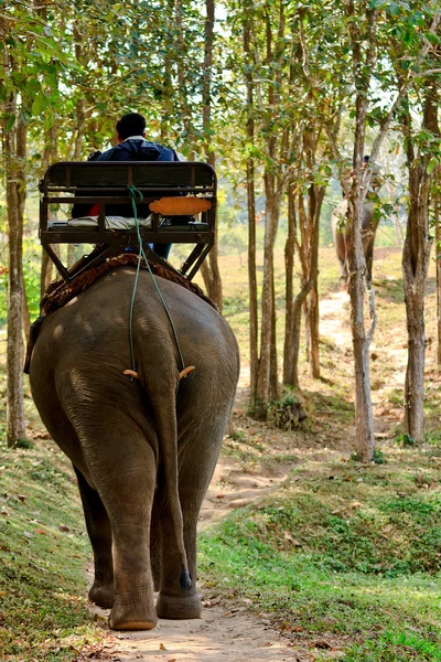 Olifant rijden voor toeristen in nort van thailand — Stockfoto