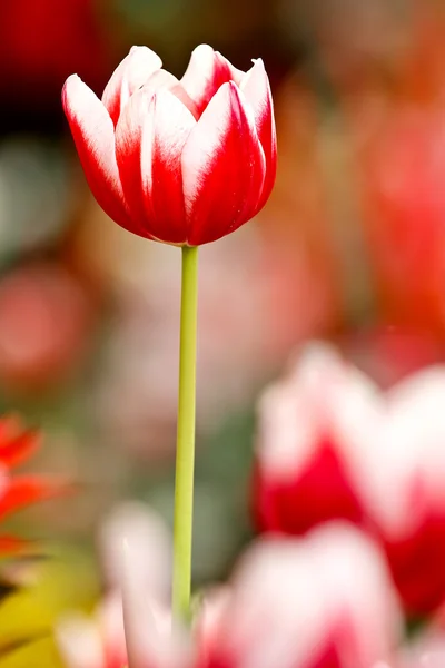 stock image Bright color tulip